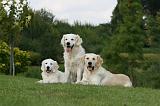 GOLDEN RETRIEVER 953
